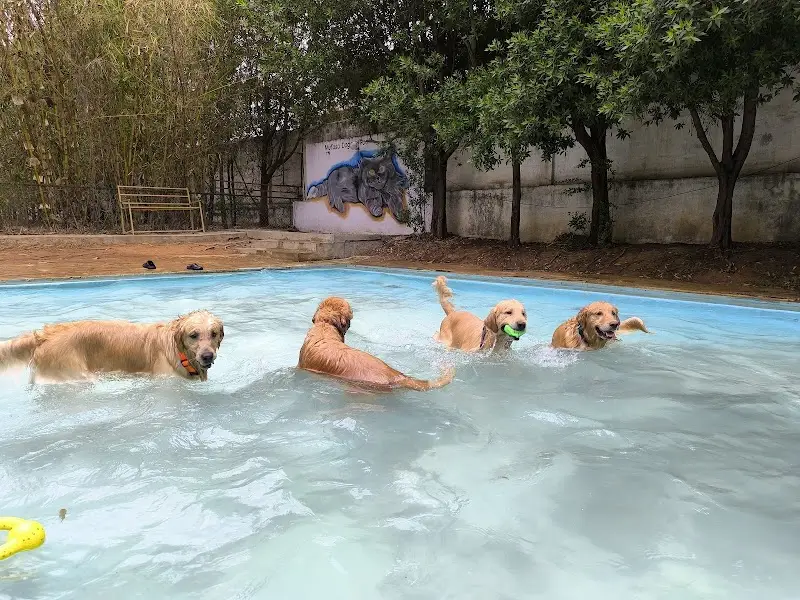 Petcart Nest -An exquisite pet resort - Swimming Pool in Bengaluru